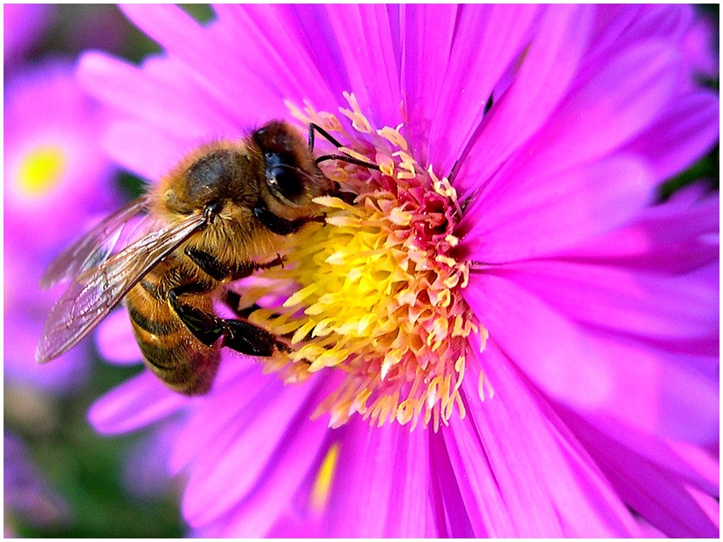 You are currently viewing Et si les abeilles pouvaient soigner le cancer du sein ?